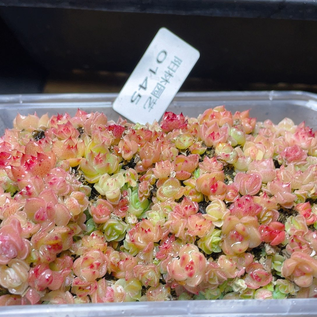 多肉植物多肉植物145