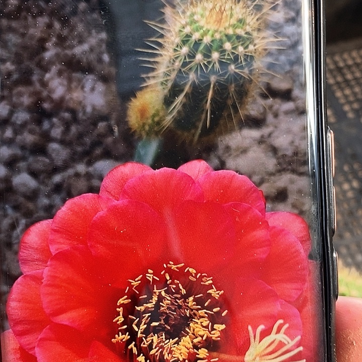 毛 红星/侧芽歪20包邮/