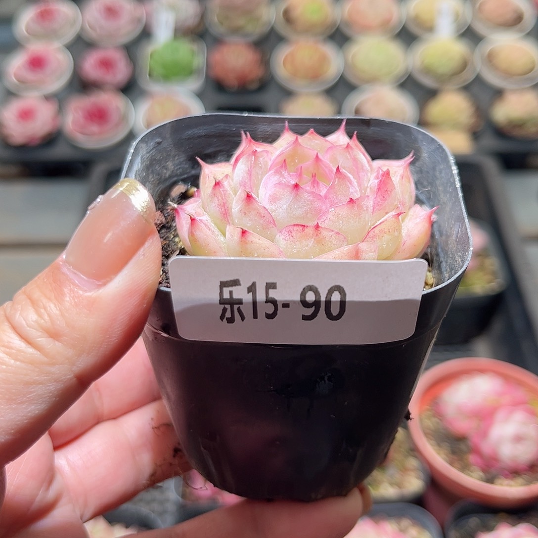 乐15-90 女王单头