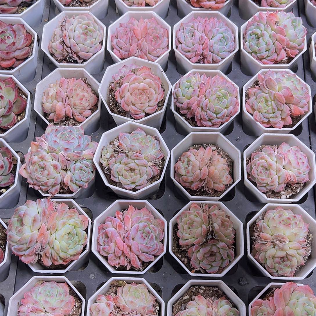 樱花冰魄19包邮多肉植物