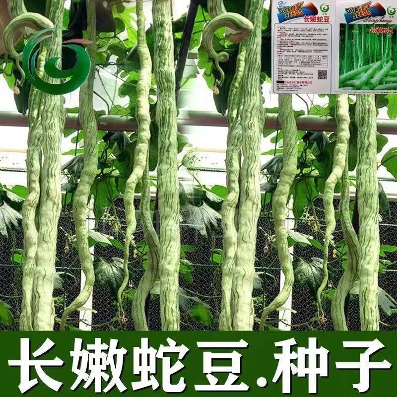 特大特长蛇豆种子蛇瓜种子抗病蛇豆食用蛇豆角种子蔬菜种子大全