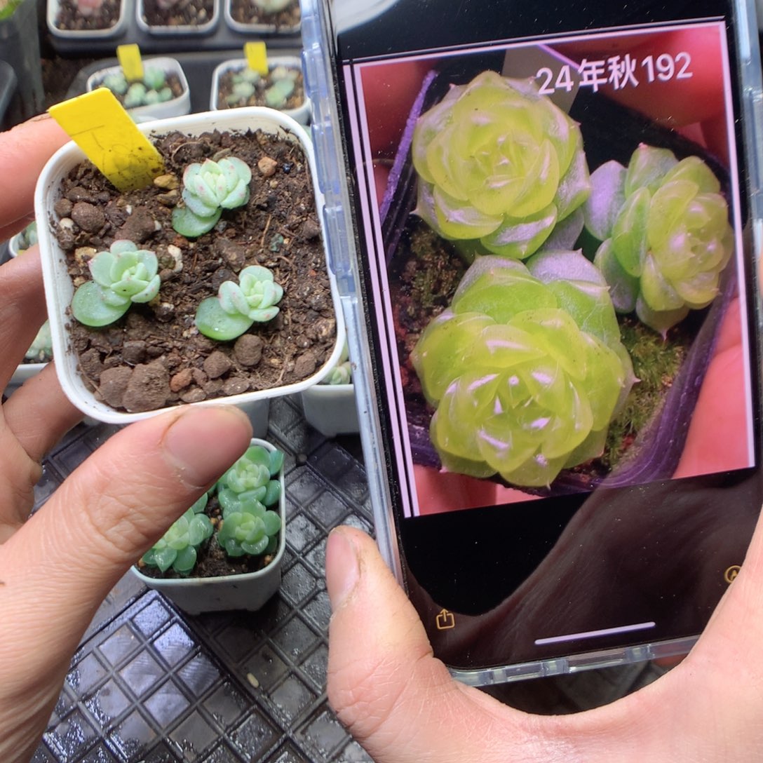 无花朵T48   3颗量拍yyyyy