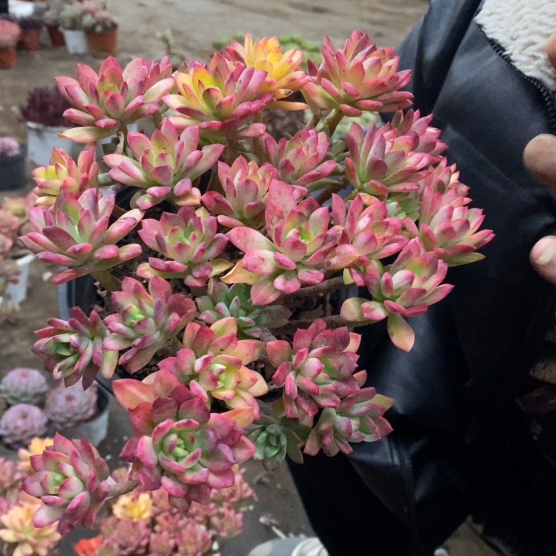 小叮当锦整桩无砍大盆