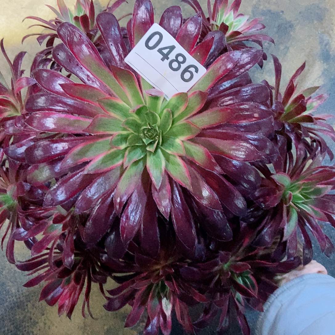 红陶0486孔雀锦4多肉