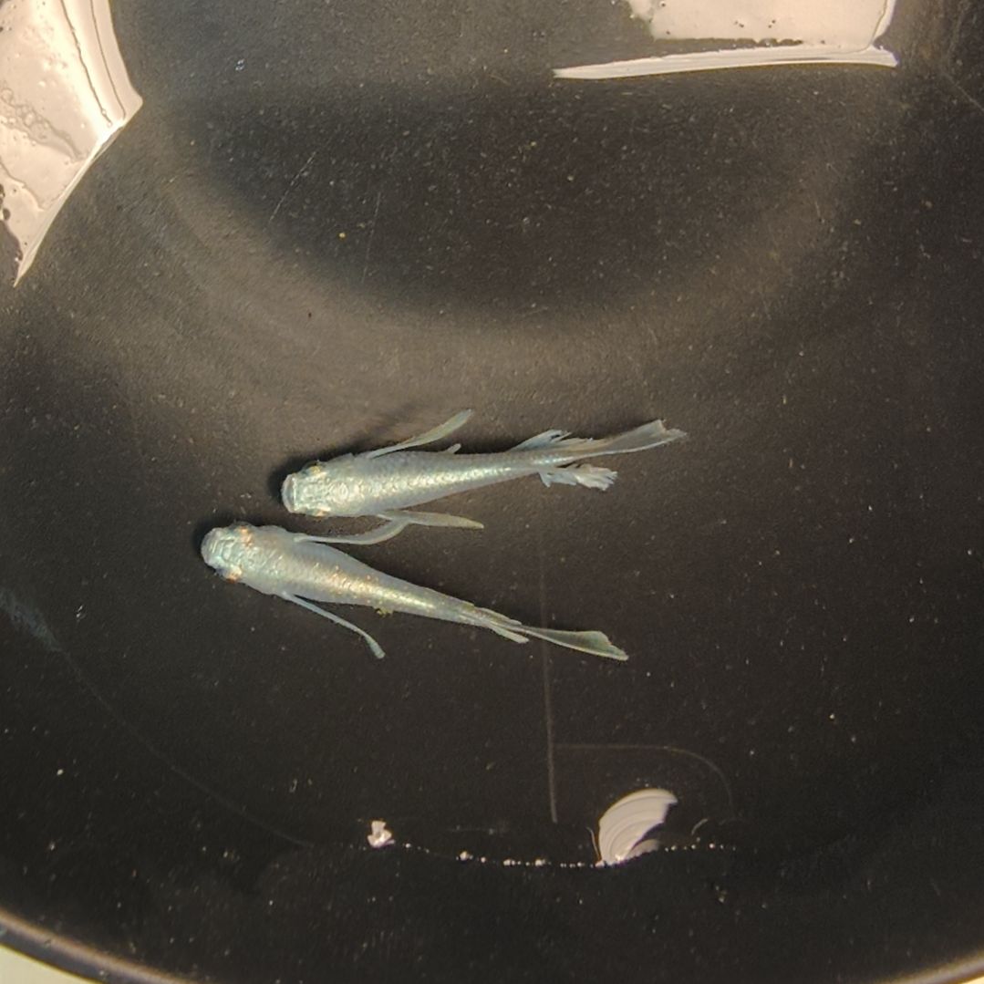 青鳉鱼亚成极上长天01