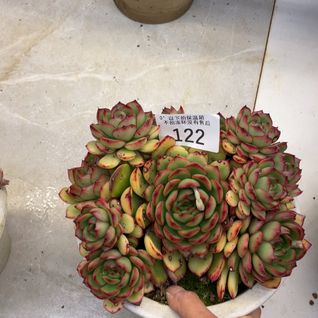 黑大帅多肉122保利