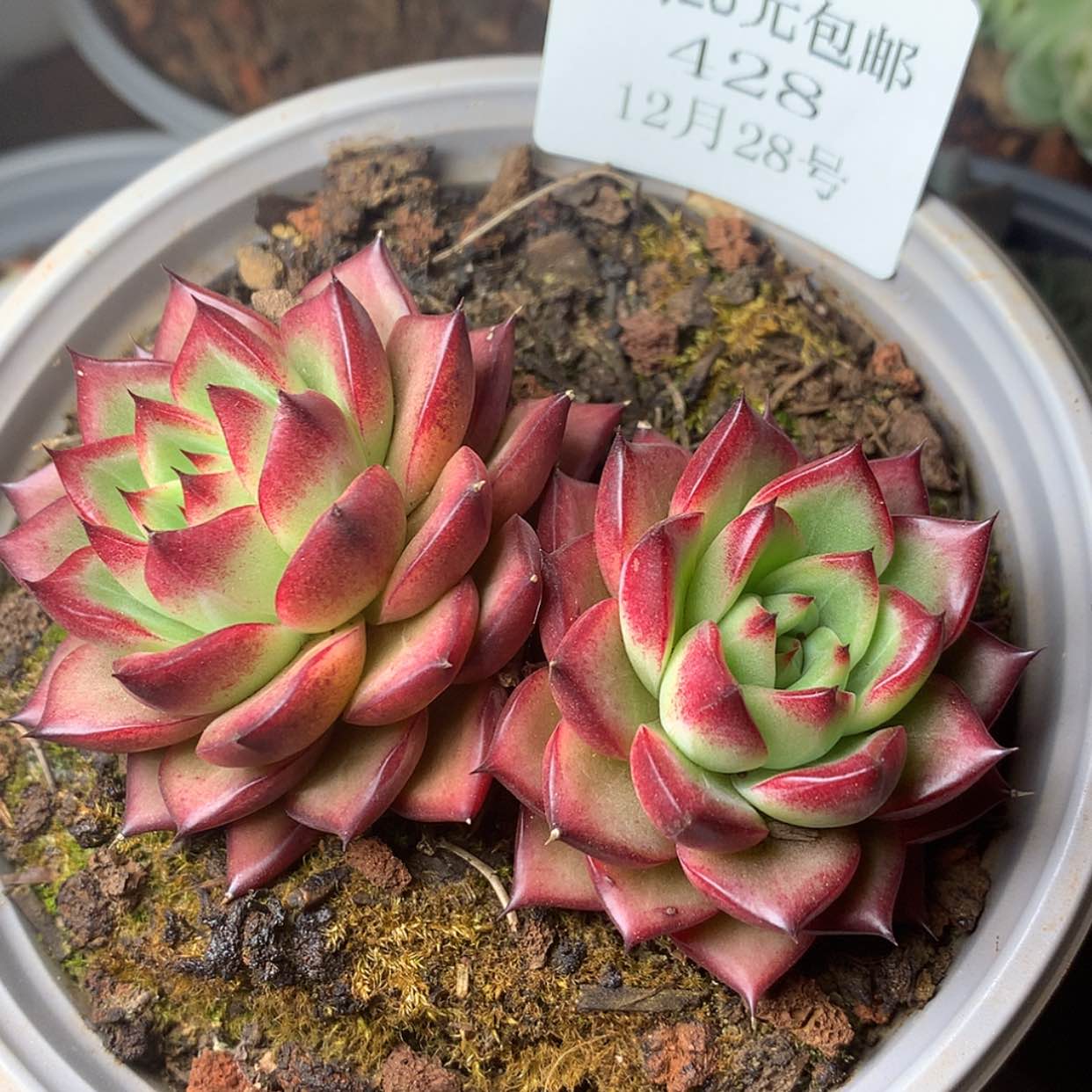 【闪购商品】云428号