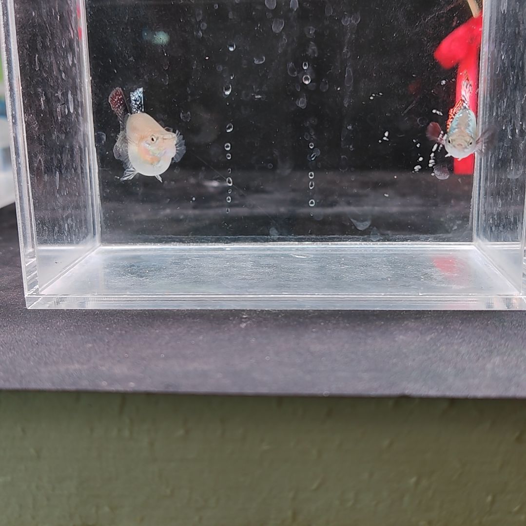 孔雀鱼编号24七彩龙鳞球