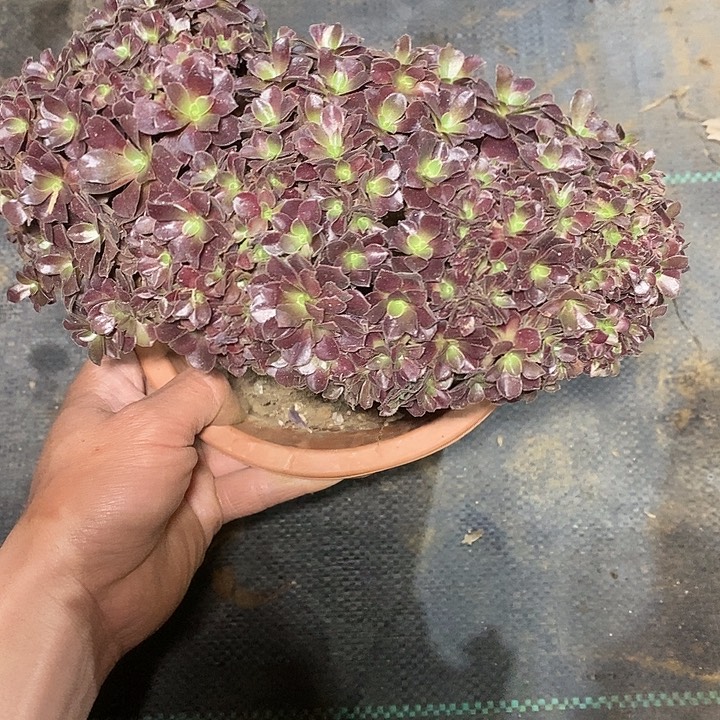 多肉植物保护研究所