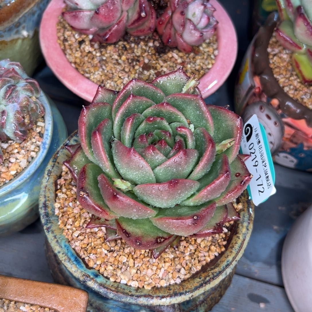 多肉一物一拍0219-172