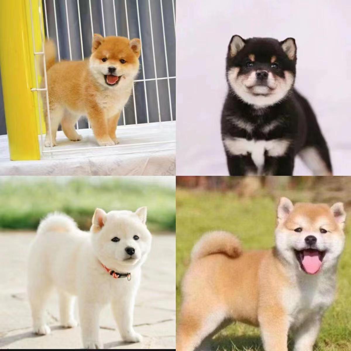 【金豆子柴犬犬舍】柴犬豆柴宠物纯种柴犬豆柴犬