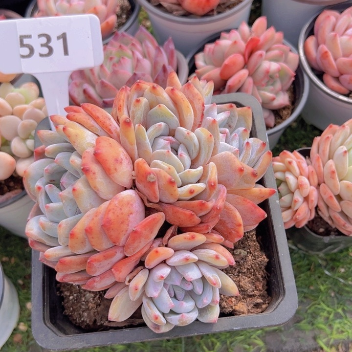 健健康康平平安安