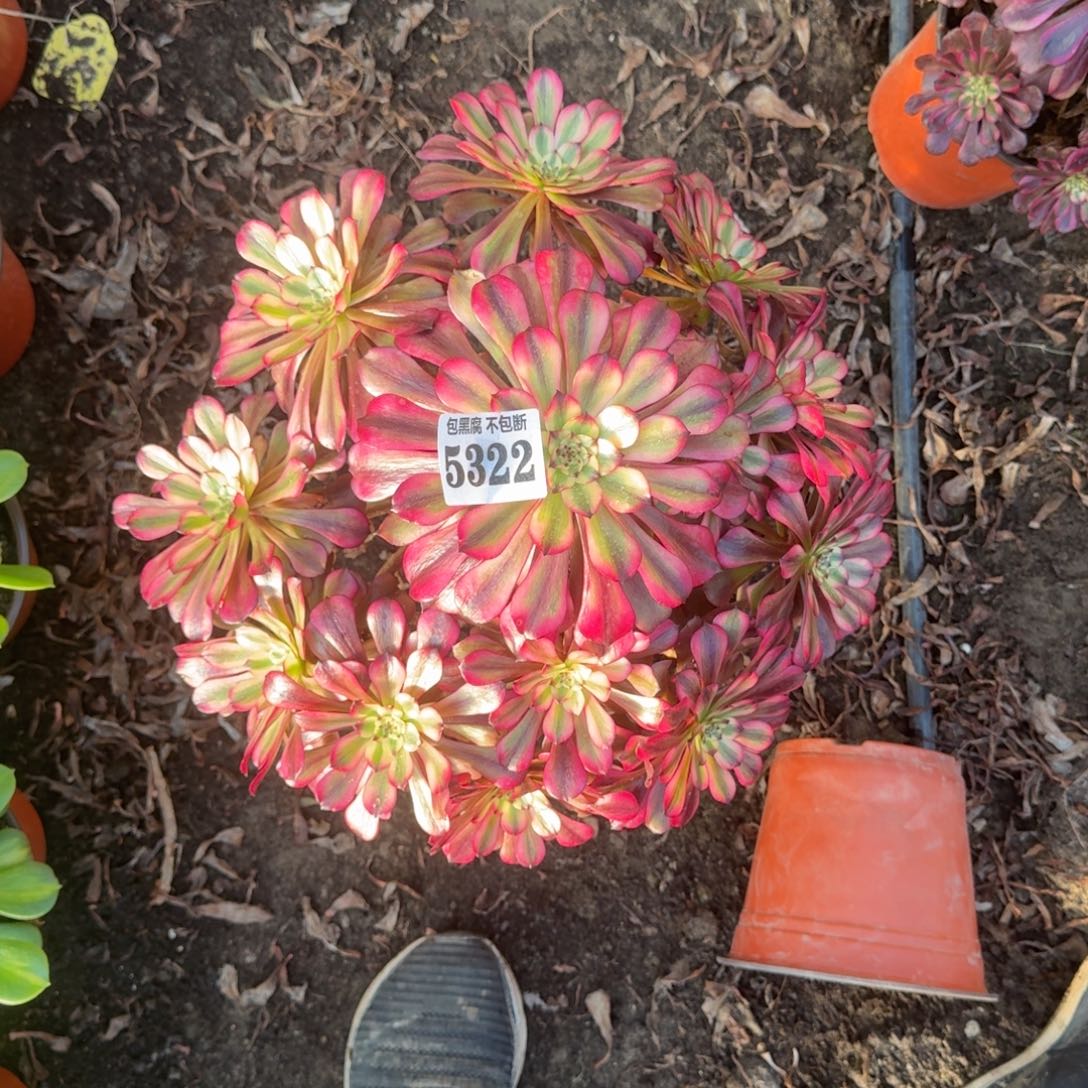 法师美肌不包断5322 19-27