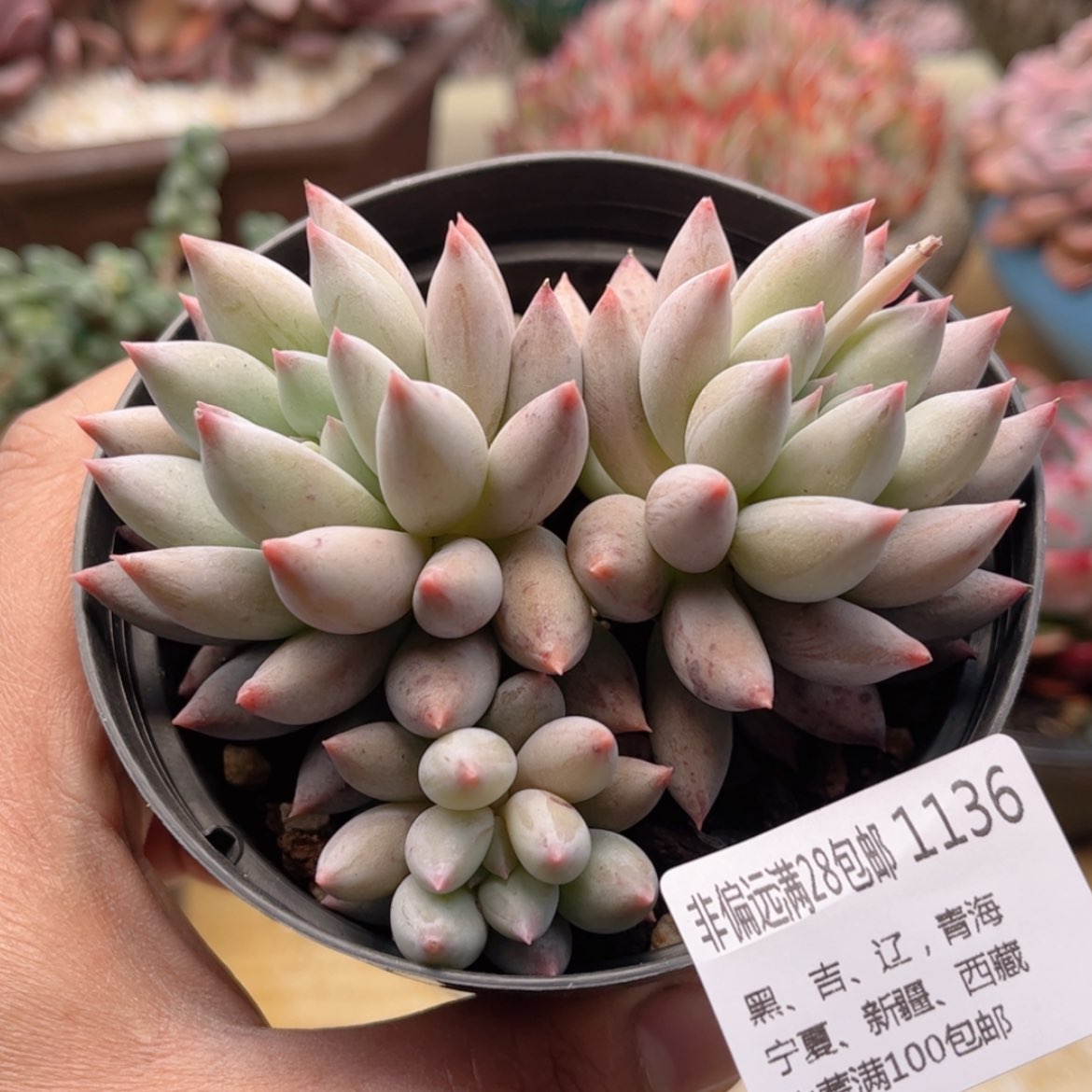 【闪购商品】1136所罗门