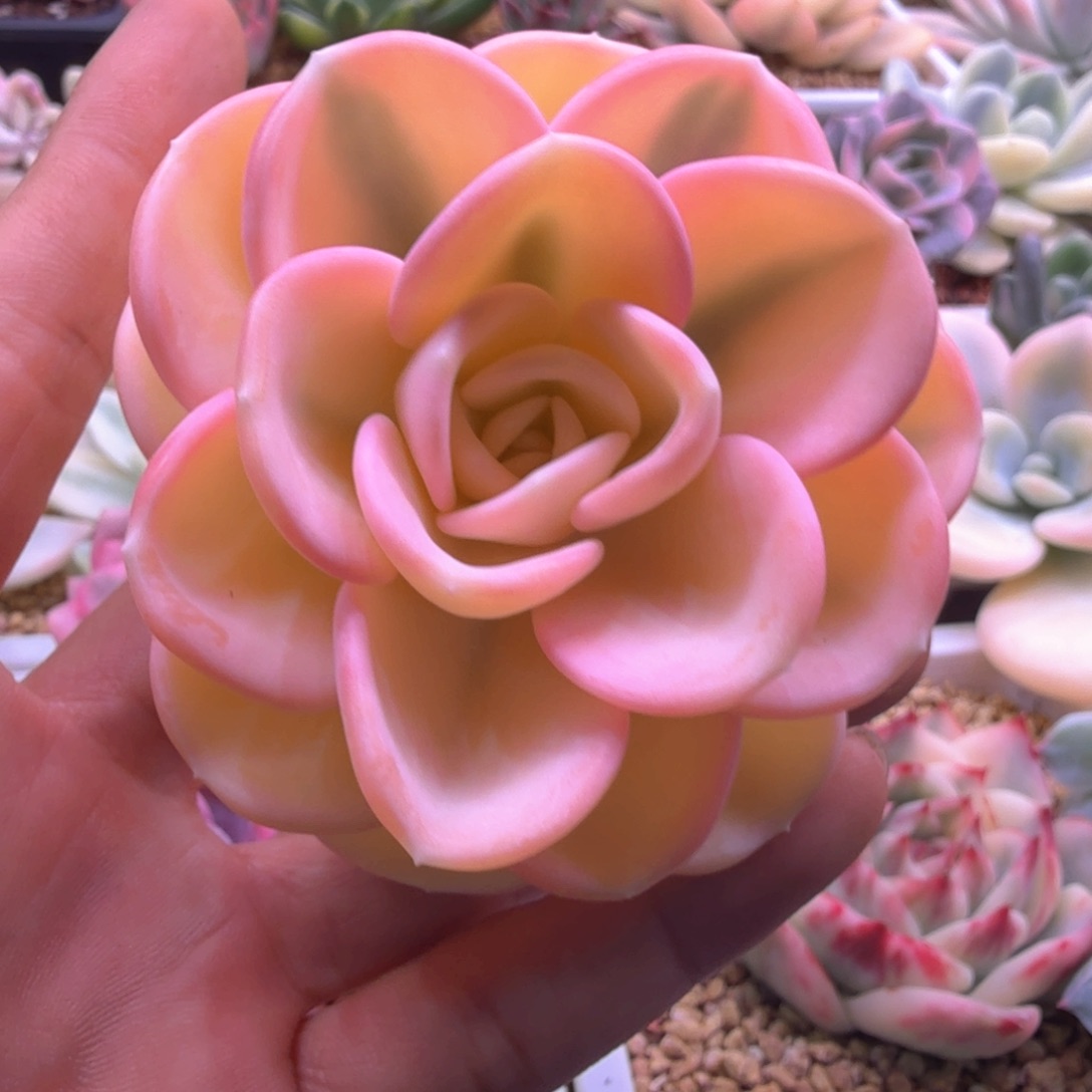 美尻锦 多肉植物 