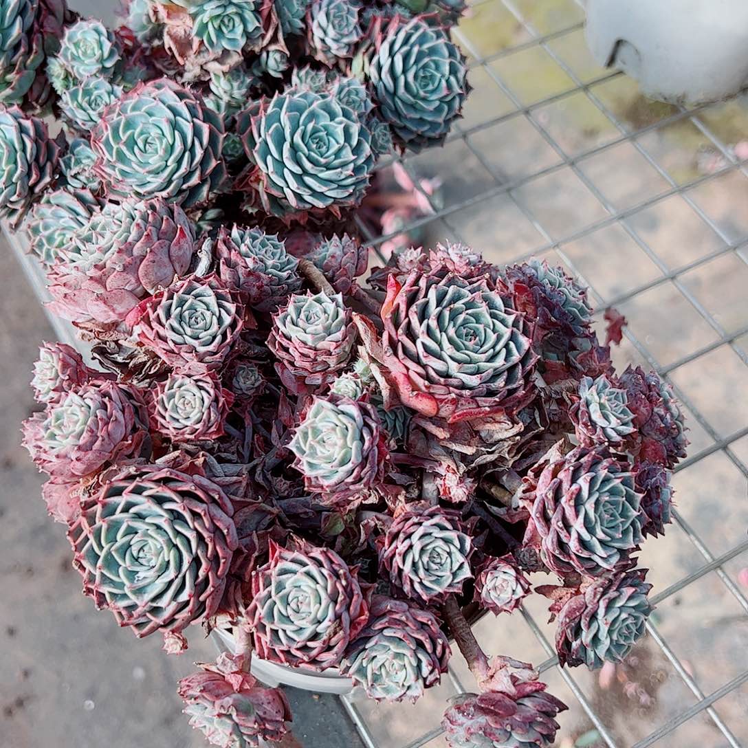 海滨格瑞带盆土精品特价