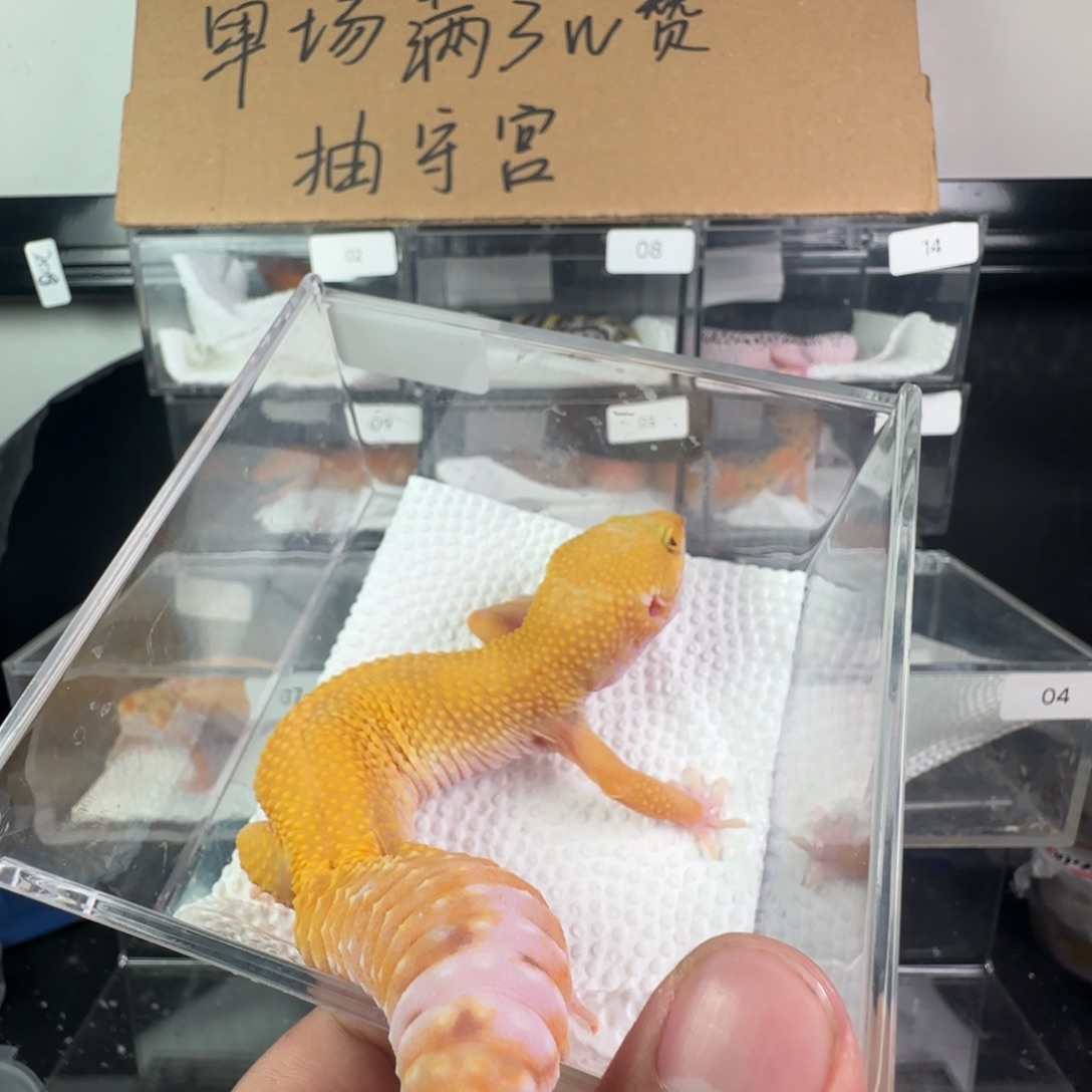 豹纹守宫阳光妹妹44克新成体