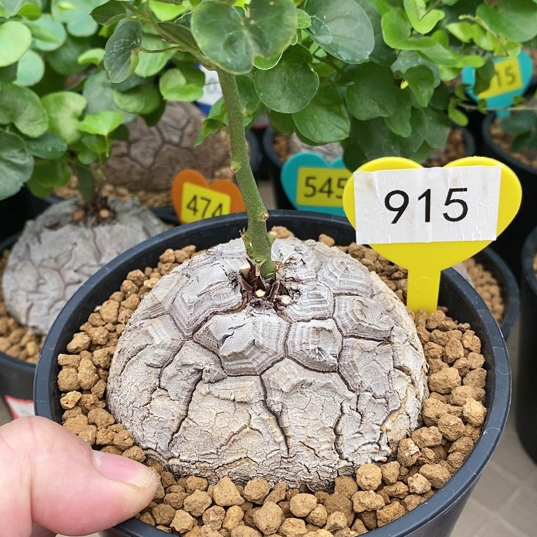 南非龟甲龙龟甲龙