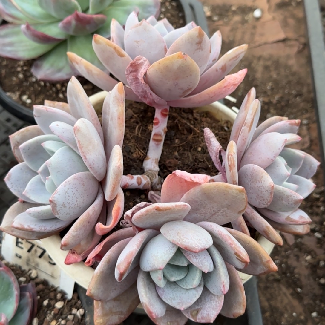 红茶一物一拍包装收缩花旱