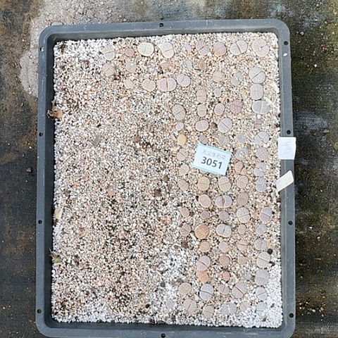 毛*3051彩373变脱土发货