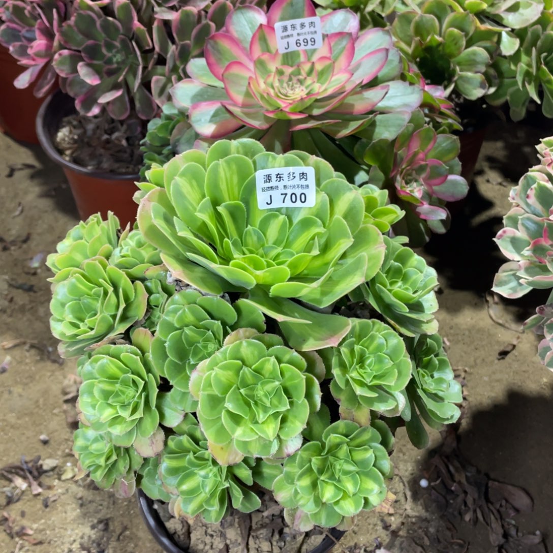 700翡翠多肉法师断枝不包