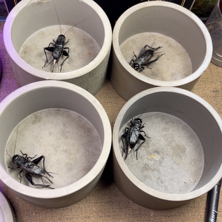 老刘黑虫精挑精选