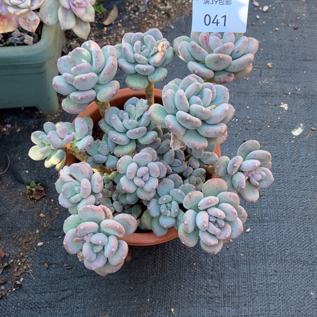 041多肉植物纤维维生素