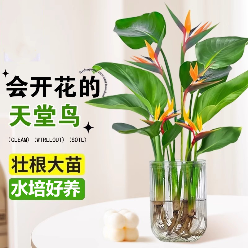 水培天堂鸟植物客厅办公室内绿植盆栽花卉桌面四季常青水养鹤望兰