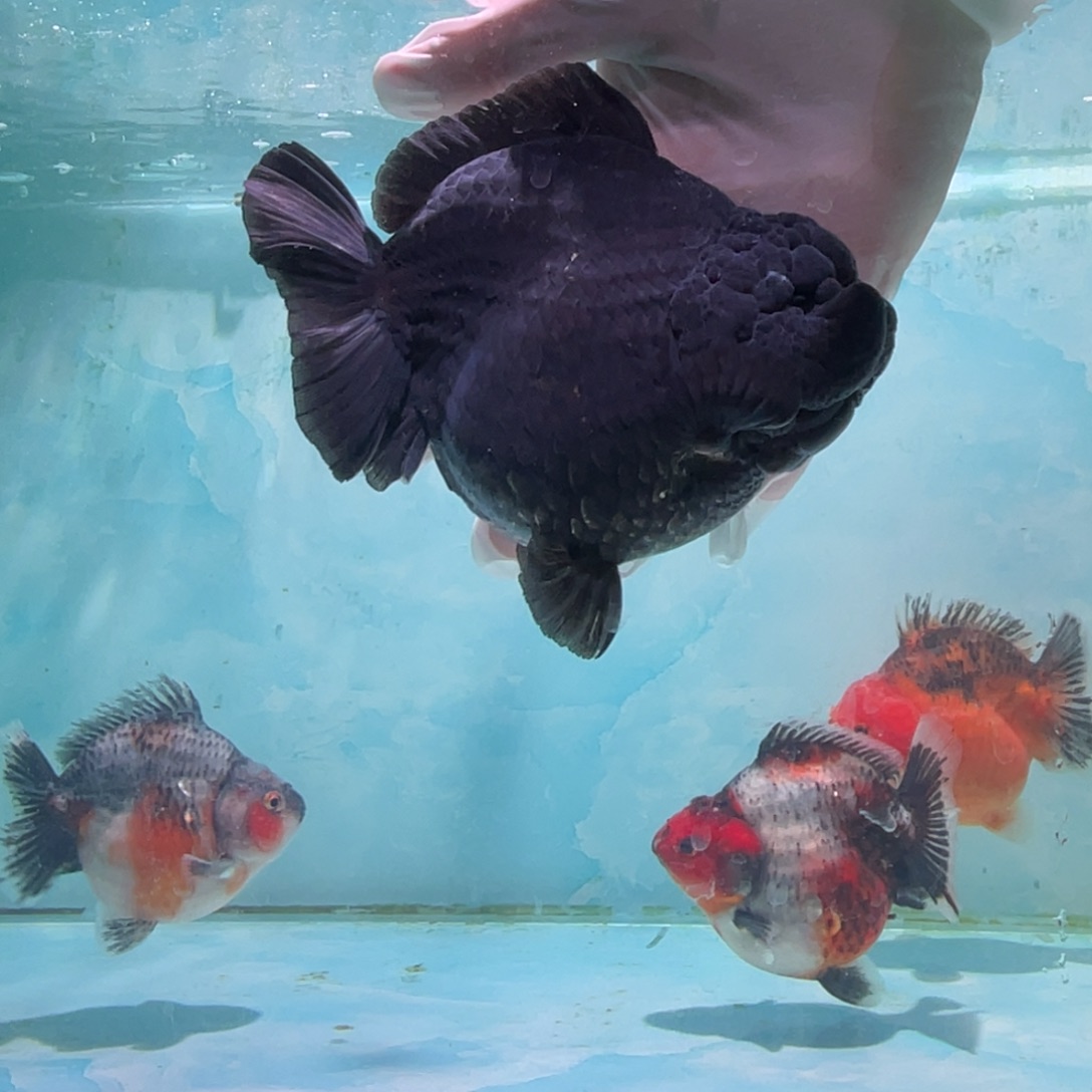 金鱼大小臀的一条大老黑 包邮