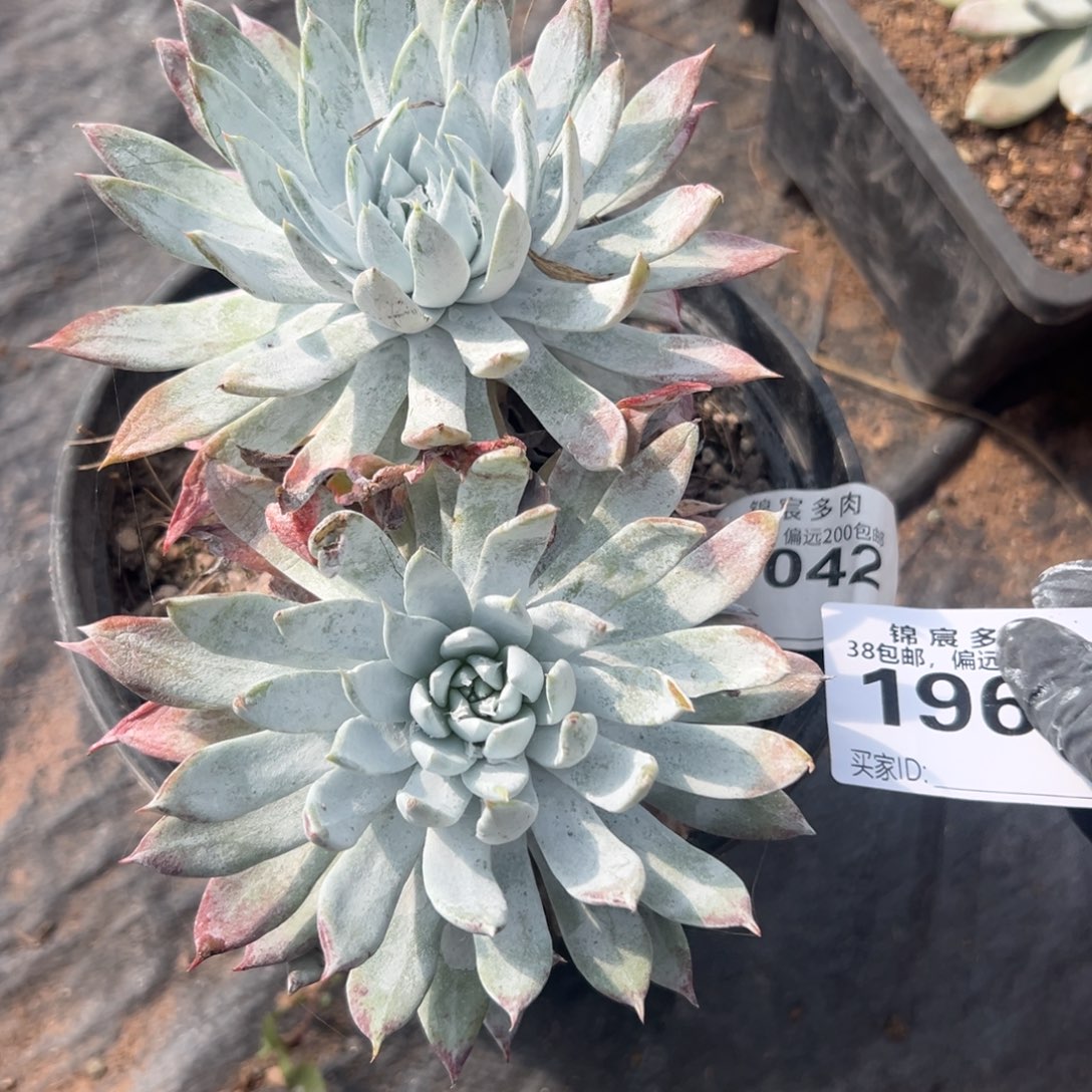 D***沙谢谢哥～一物一拍1960