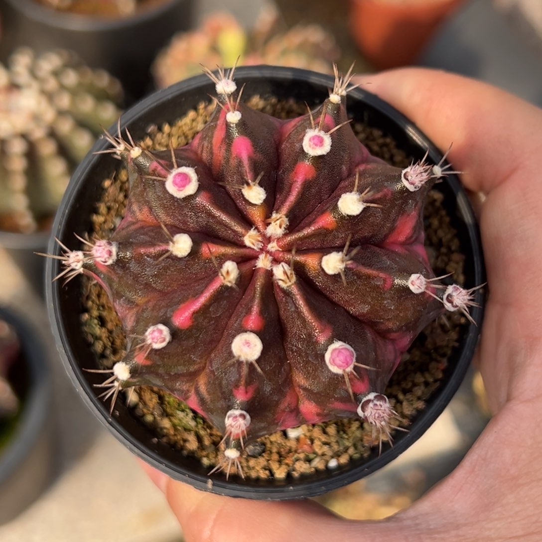 泰系侧芽，带盆土发货