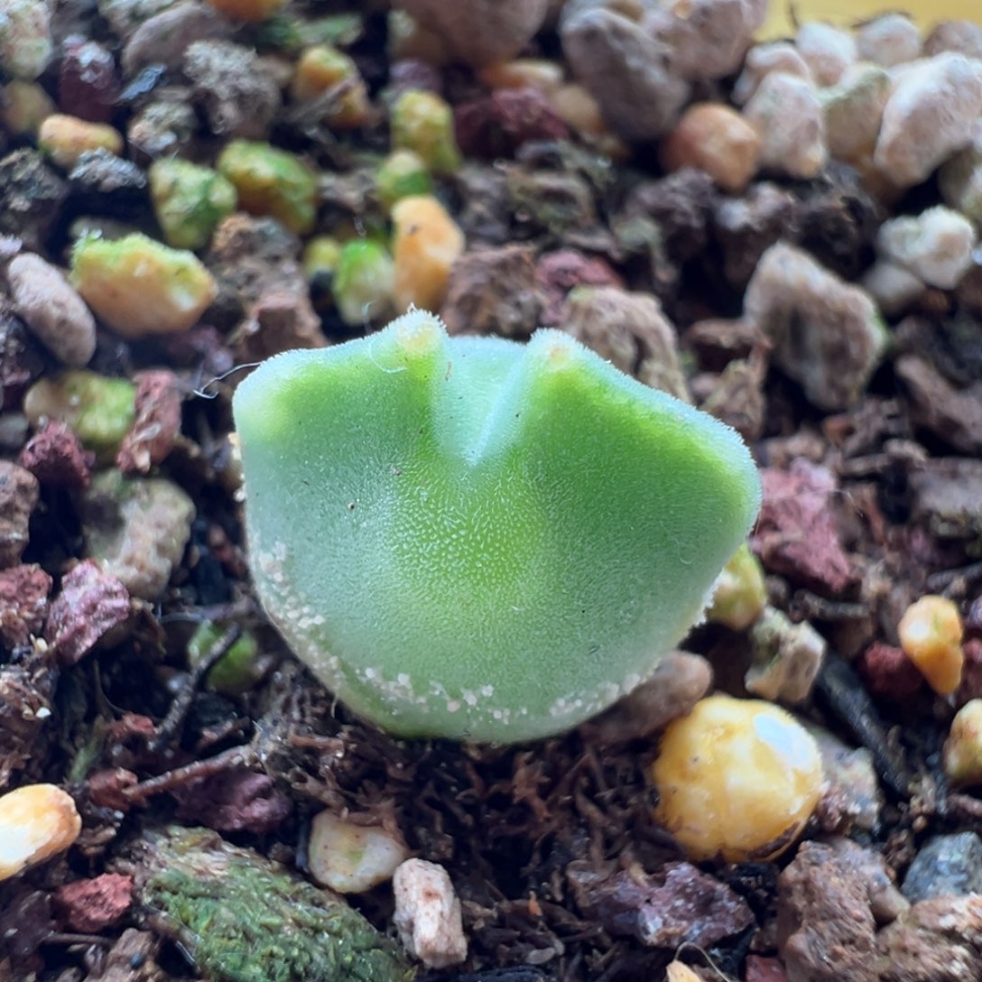 1908青蛙优选大眼空蝉两年半尖尖耳