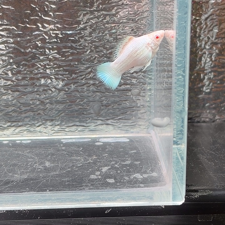 孔雀鱼玛丽鱼一条芙蓉公