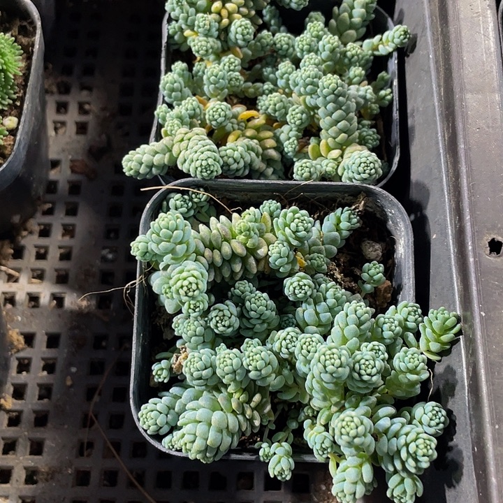 姬星美人带盆盆土发