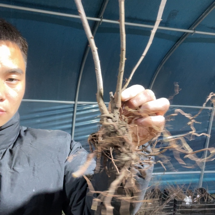 羽衣锦海棠花一颗苗