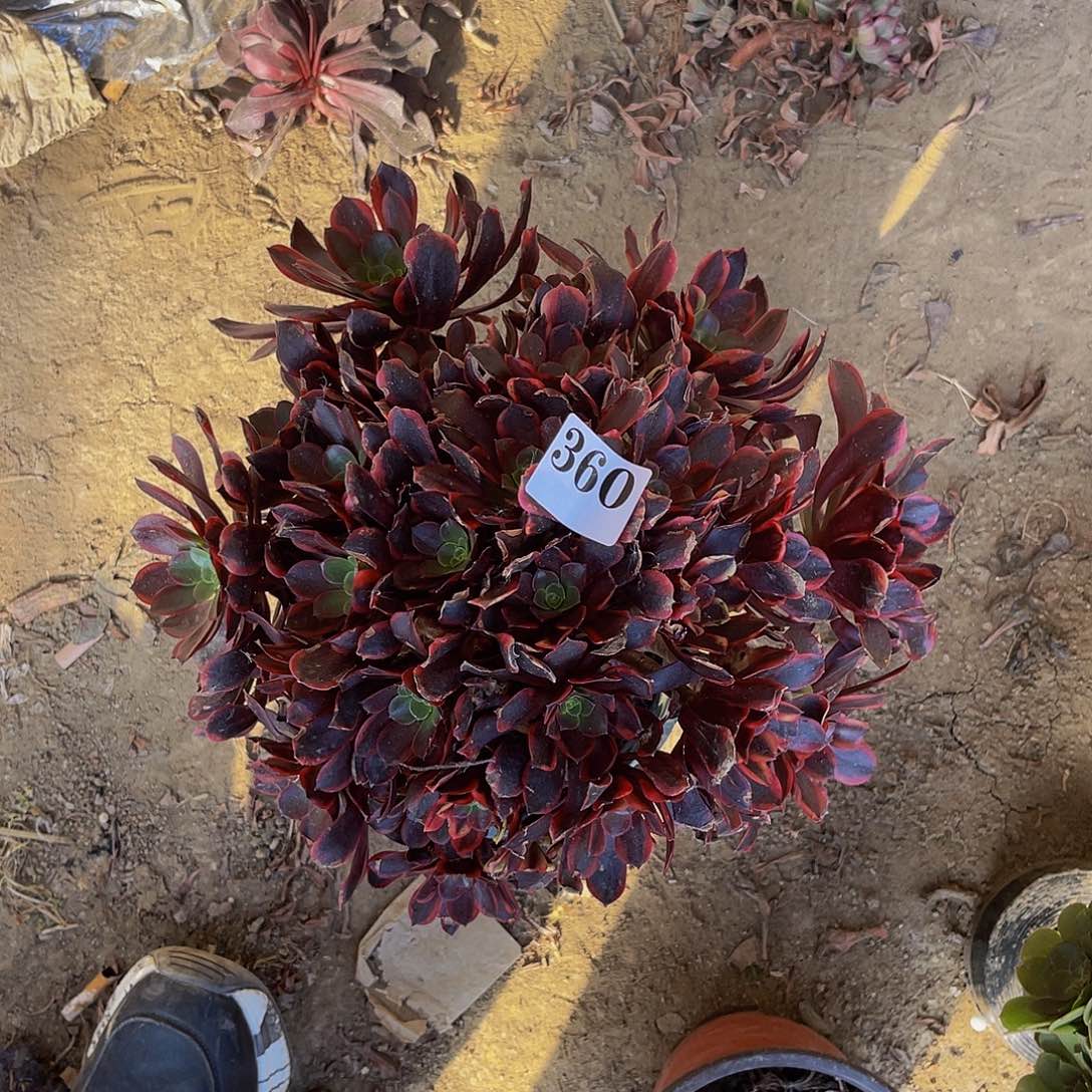 欧嘉莉法师多肉3-4