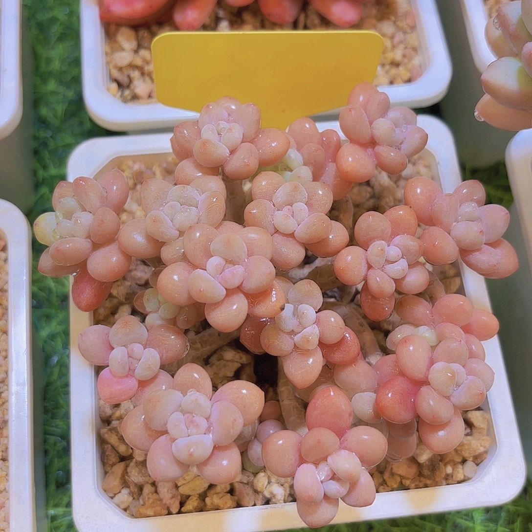 M***I云南金致家精品多肉