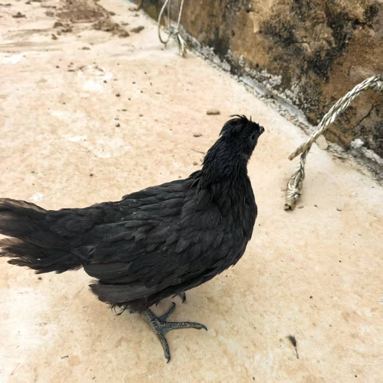 【活体】黑凤鸡黑凤五黑鸡低温培育正宗五黑一绿鸡宠物鸡