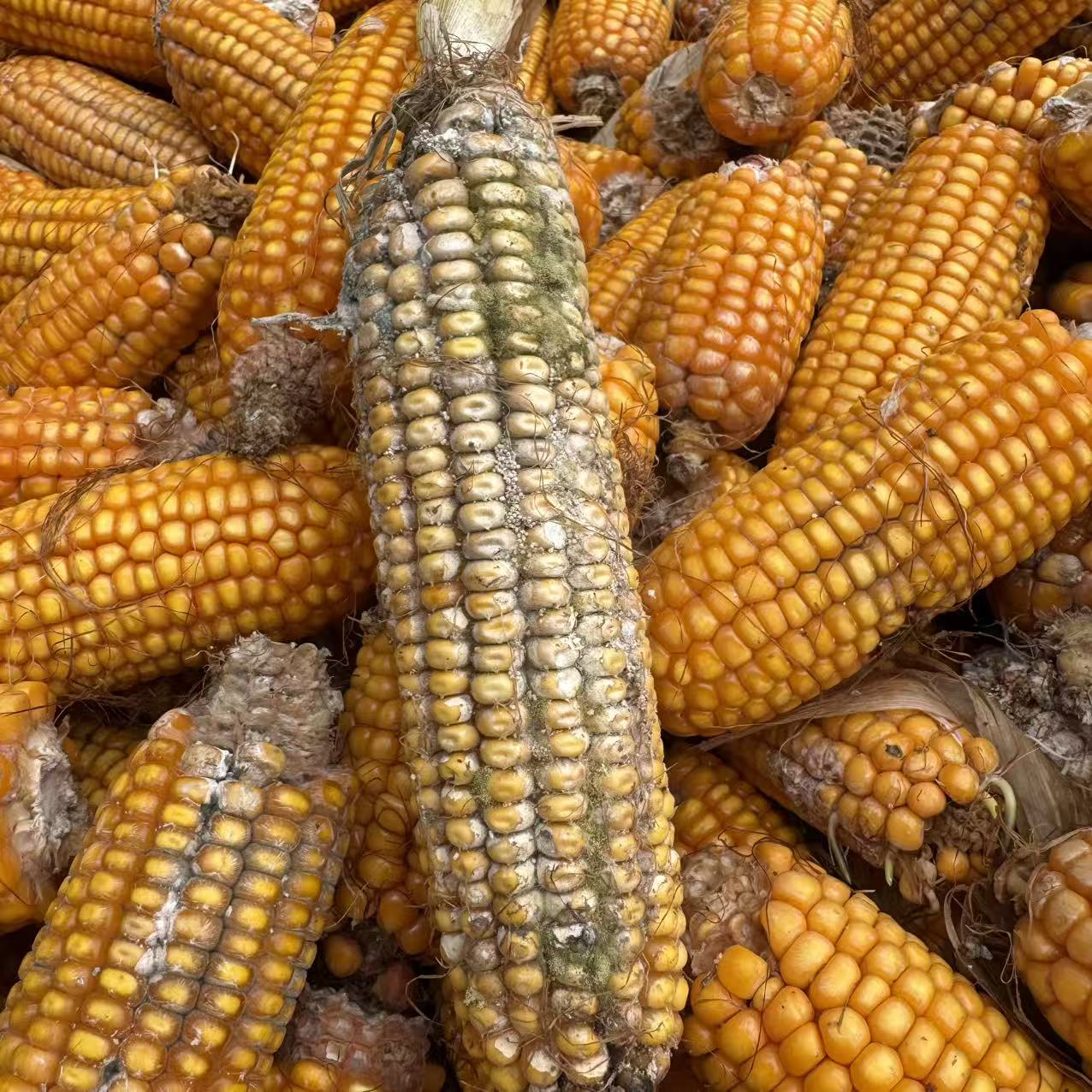 玉米防止霉变解决方案叶面肥