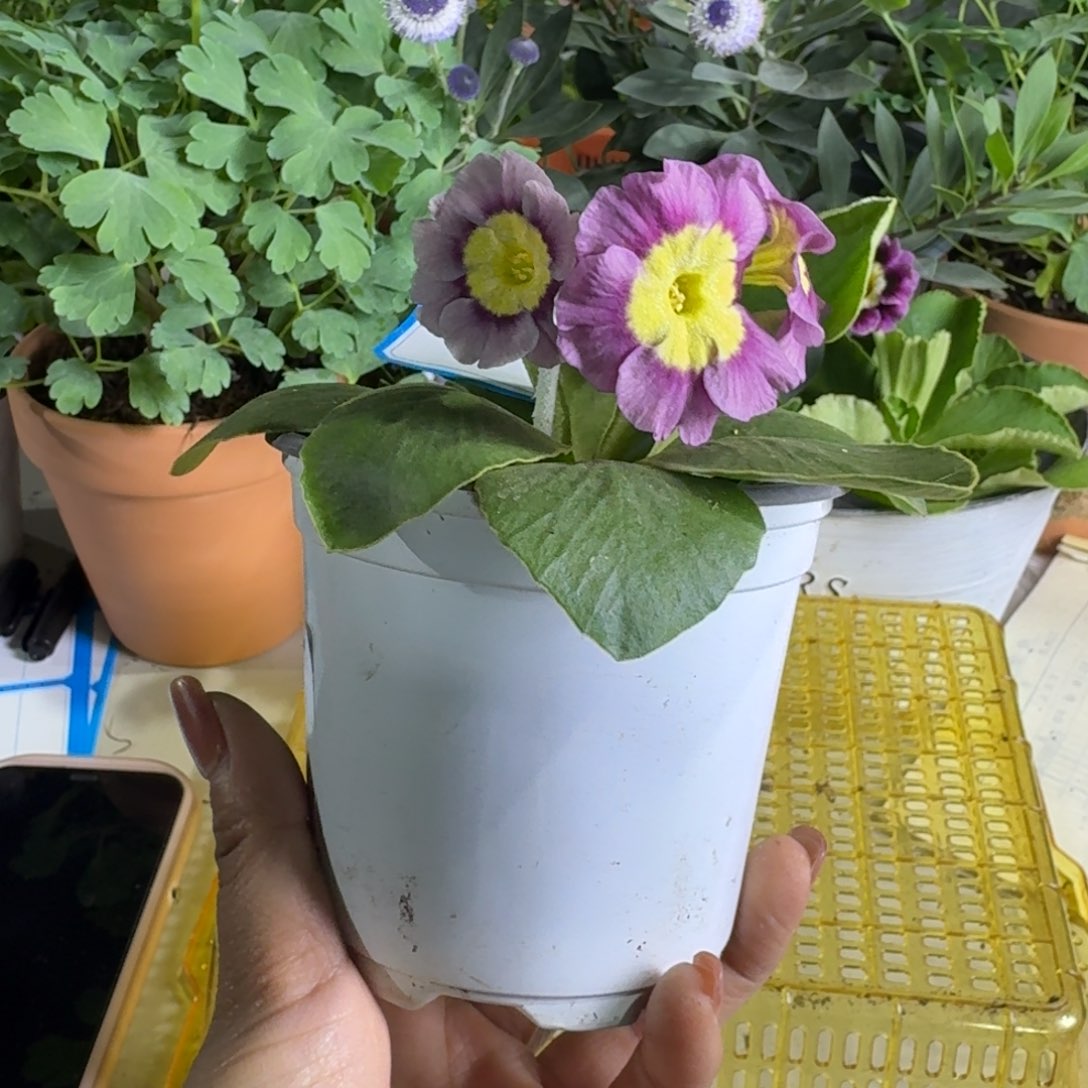 一物一拍  耳叶A007