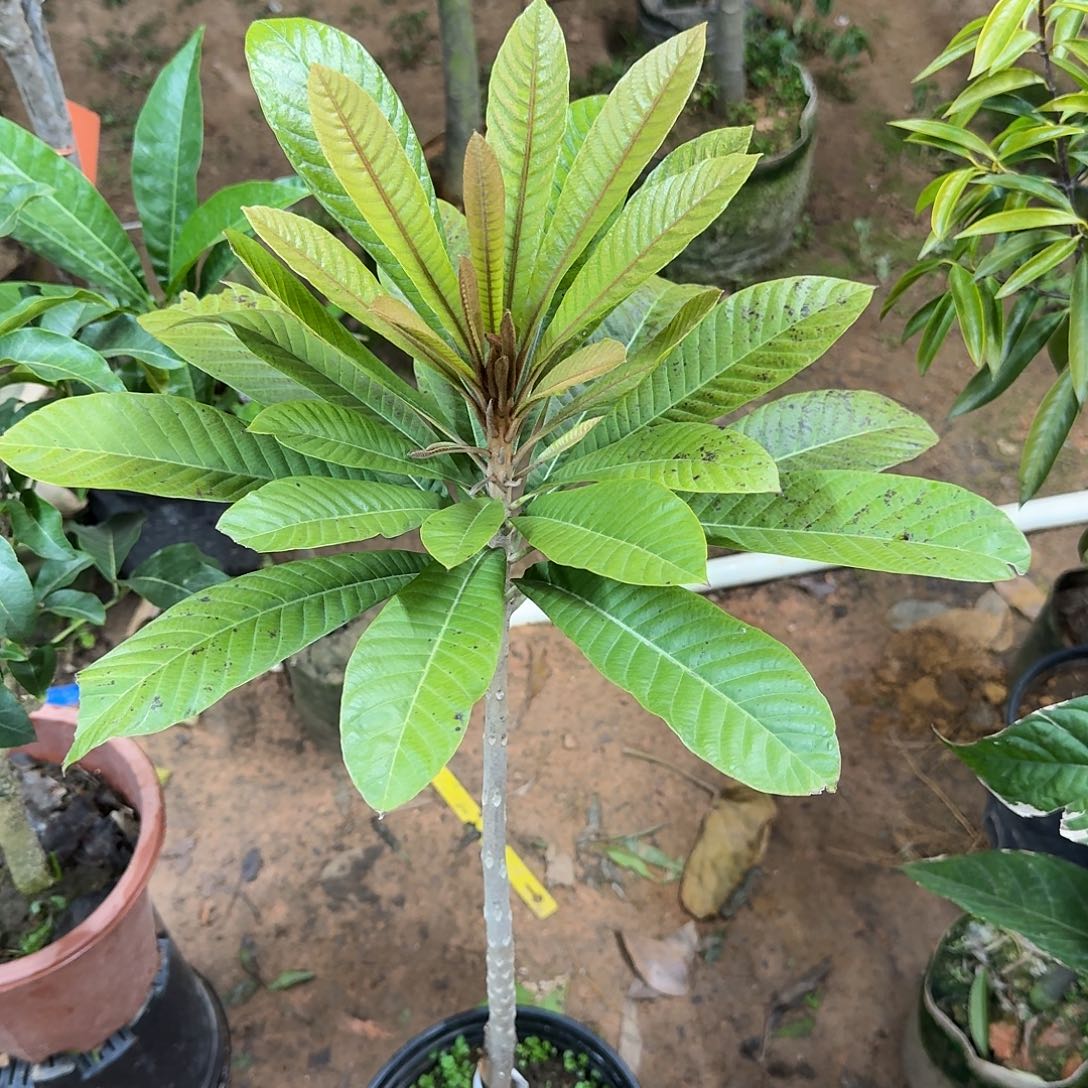 地***师当前无花栽培后可以开花妈咪