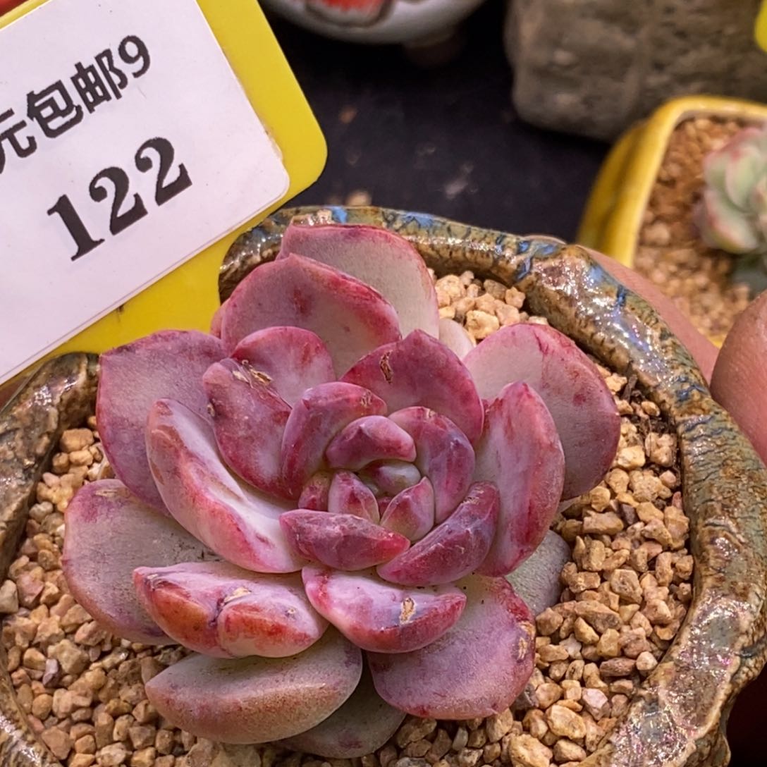 9122糖心拉丝锦多肉