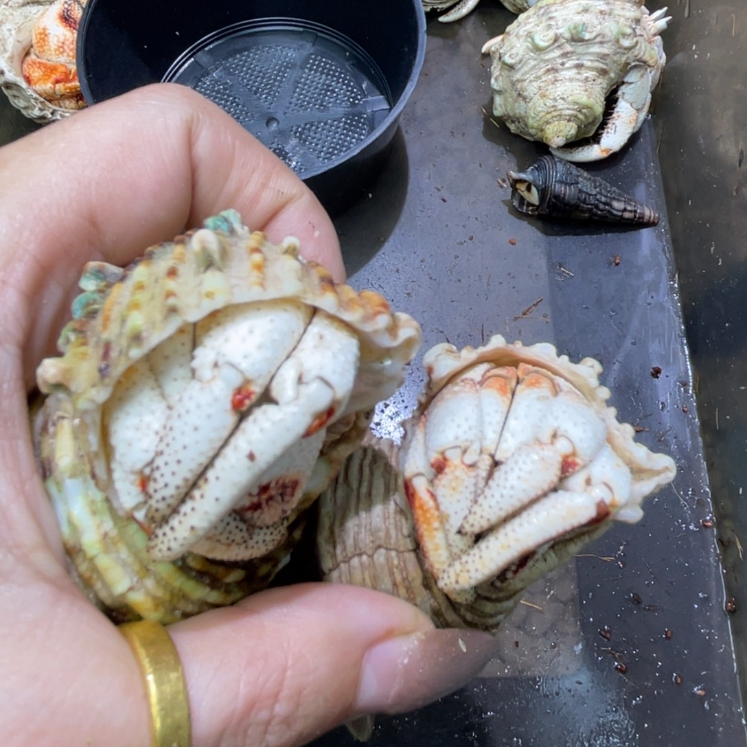 虾线毛球一对2.9和3.2