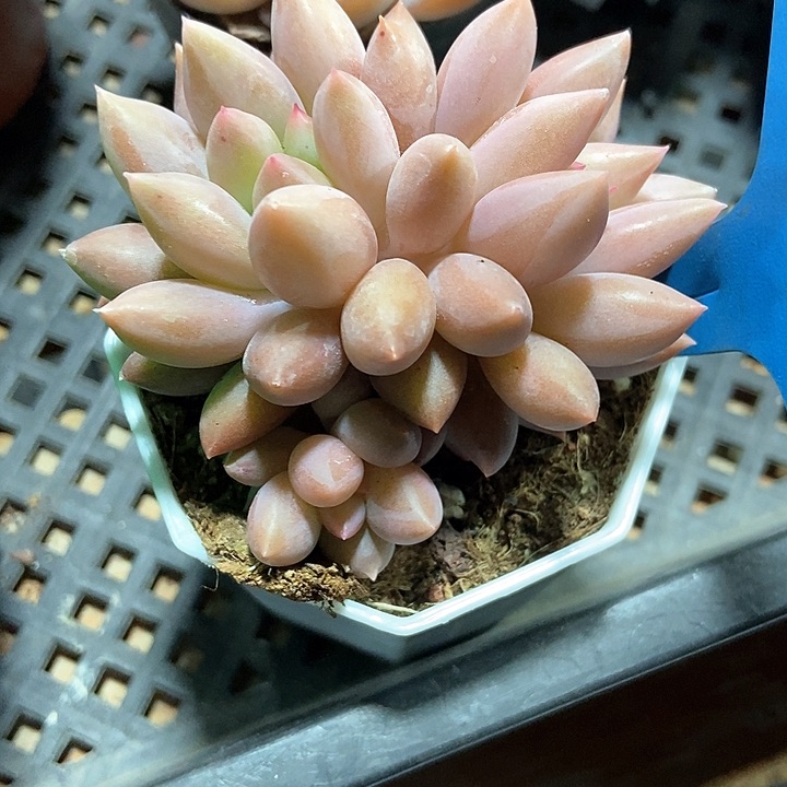 多肉植物车厘子543