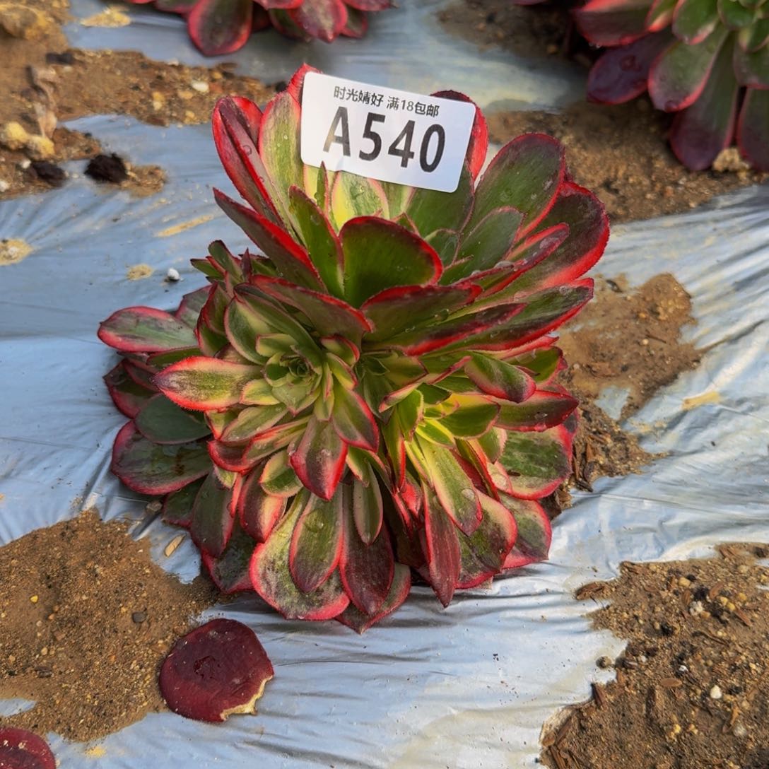 纳****坊540黑魔锦多肉植物