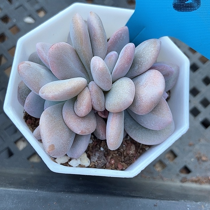 多肉植物粉兔a 116