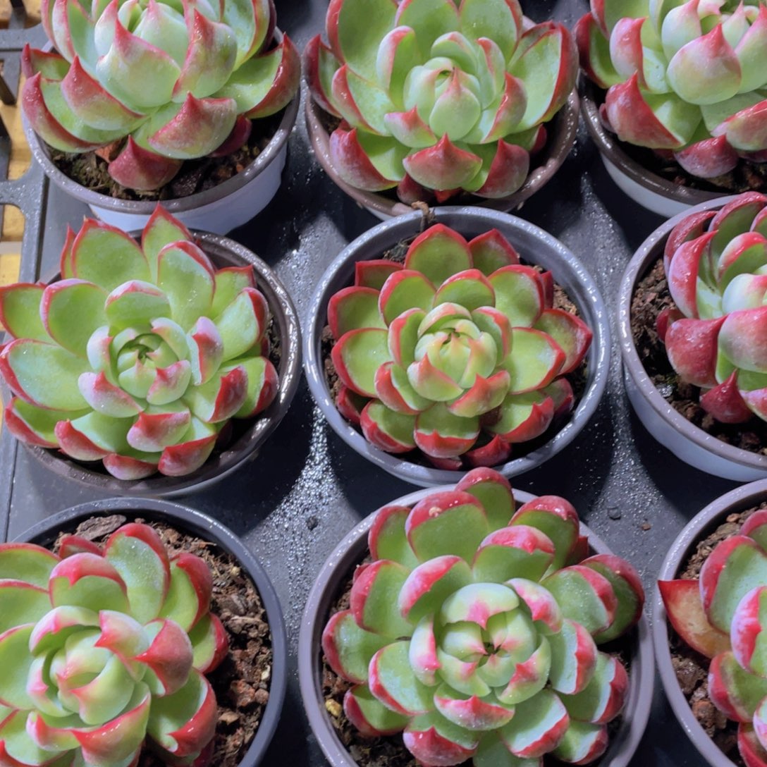 量拍107号 宽叶惊鸿仙子单头一个