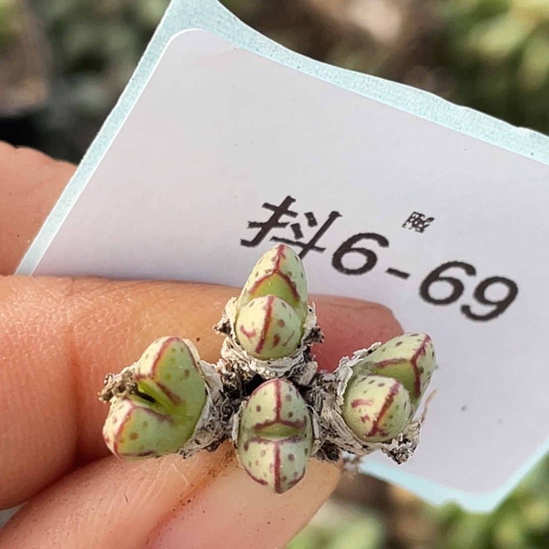 6-69小t多肉植物肉锥