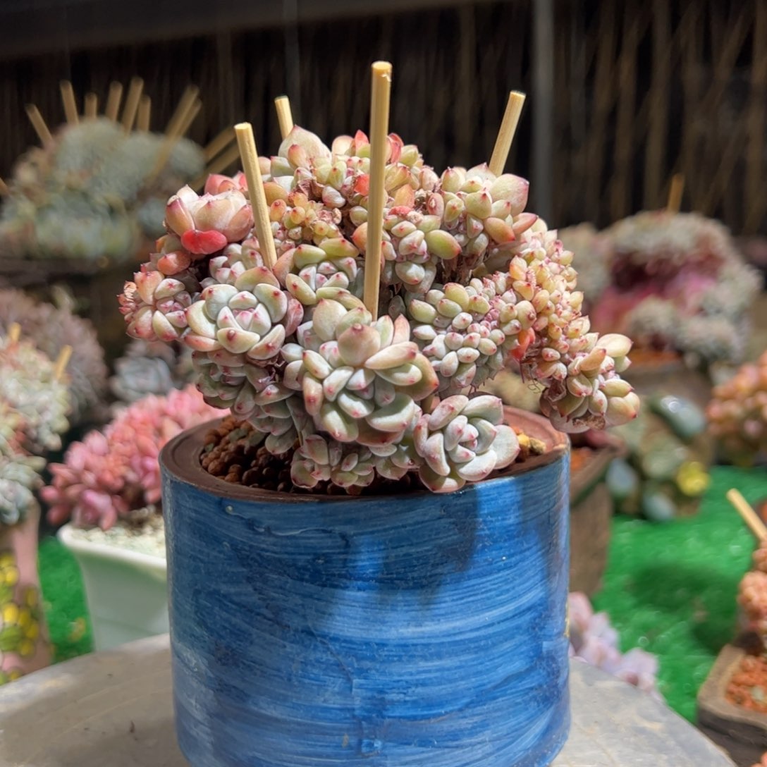 有****儿星影缀化槿桦精品