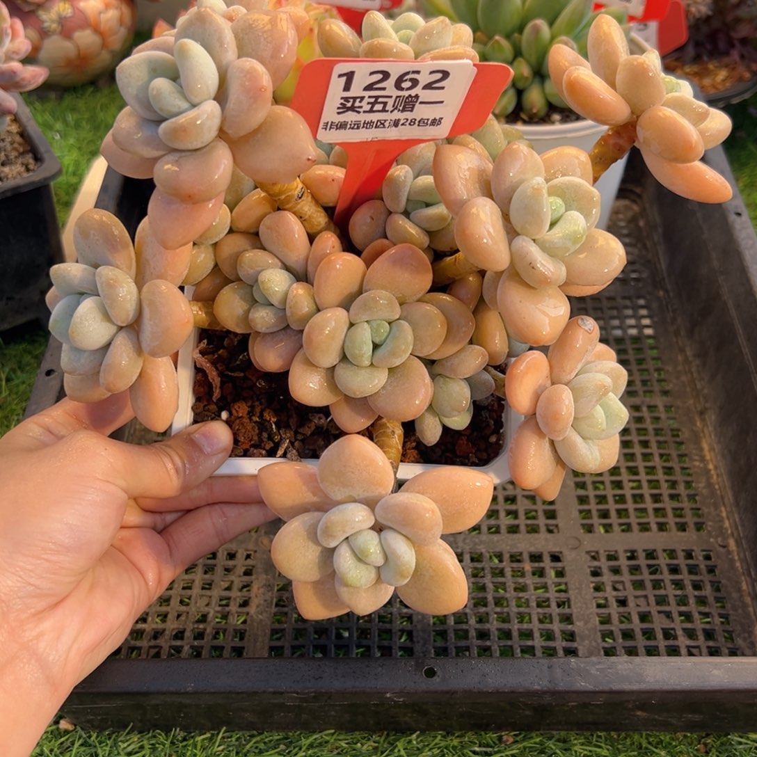 表妹精品多肉1262.